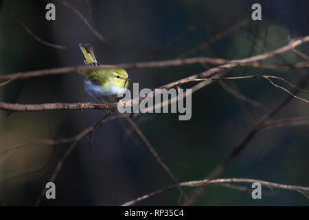 Maschio adulto legno trillo (Phylloscopus sibilatrix) nella foresta di primavera. Europa Foto Stock