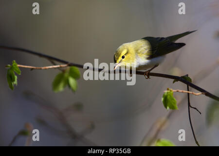 Maschio adulto legno trillo (Phylloscopus sibilatrix) nella foresta di primavera. Europa Foto Stock
