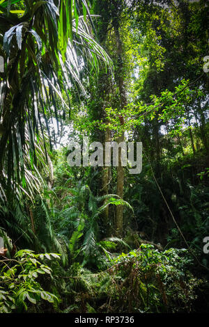 Paesaggio della giungla nella sacra Foresta delle Scimmie, Ubud, Bali, Indonesia Foto Stock