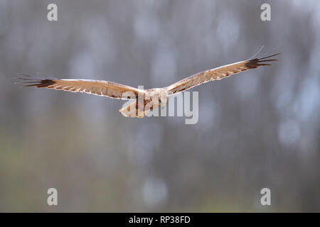 Caccia femmina di Falco di palude (Circus aeruginosus). Europa Foto Stock