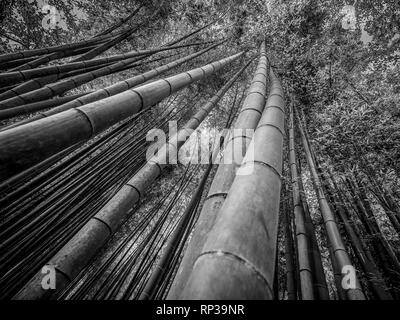 Bosco di bambù in Giappone - un luogo meraviglioso per la ricreazione Foto Stock