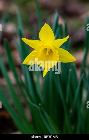 Un daffodil (Narcissus) in fiore Foto Stock