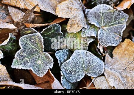 Rime su foglie d'edera in un freddo inverno mattina Foto Stock