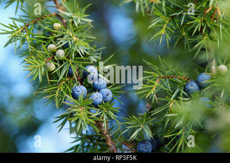 Close-Up delle bacche di ginepro crescono sugli alberi. Ramo di ginepro con bacche blu crescente all'esterno. Foto Stock