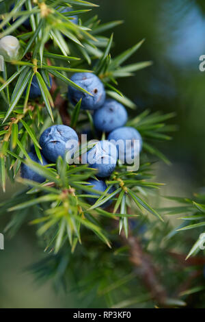 Close-Up delle bacche di ginepro crescono sugli alberi. Ramo di ginepro con bacche blu crescente all'esterno. Foto Stock