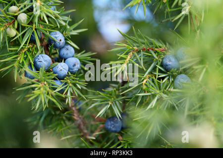 Close-Up delle bacche di ginepro crescono sugli alberi. Ramo di ginepro con bacche blu crescente all'esterno. Foto Stock