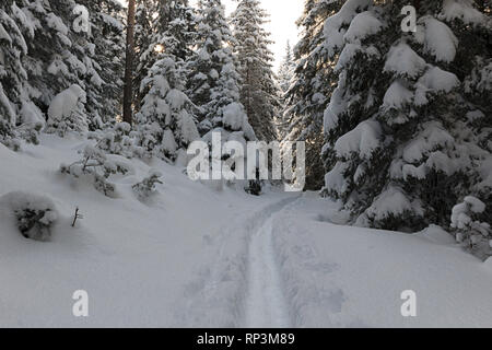 Montagna innevata strada in inverno forest Foto Stock