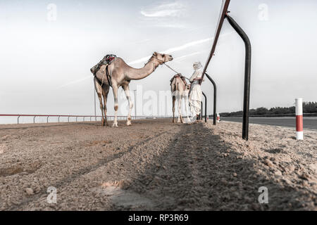 I cammelli e il loro autista. Corse di cammelli sono uno sport popolare in Oriente. Dubai, UAE, Nov.2018 Foto Stock