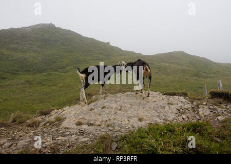 Due capre (Capra aegagrus hircus) horn-wrestling, vicino a Kleine Scheidegg, Oberland bernese, Svizzera Foto Stock