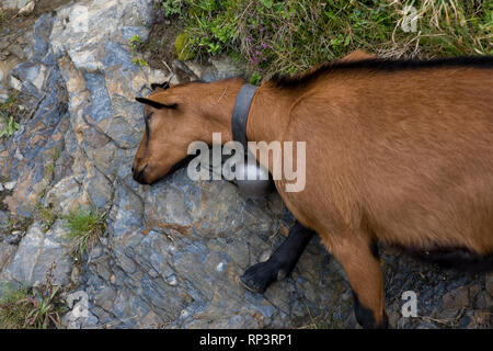 (Capra aegagrus hircus) graffiare stesso su un ciuffo di erica, vicino a Kleine Scheidegg, Oberland bernese, Svizzera Foto Stock