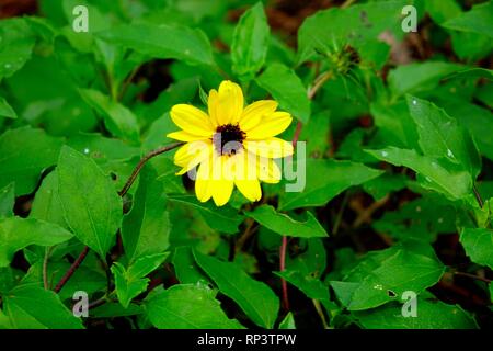 Dune, girasole Helianthus debilis Foto Stock