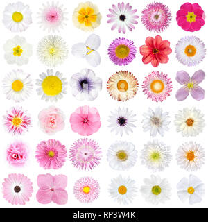 Grande selezione di vario colore rosa e bianco e fiori isolati su sfondo bianco. I fiori sono di tipo rose, dalia, calendula, zinnia, uvularia, Daisy, Foto Stock