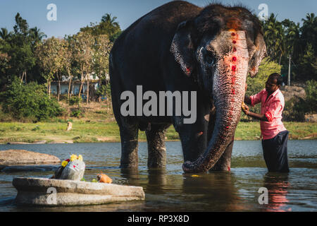 Elephant bagno sul fiume di hampi india karnakata Foto Stock