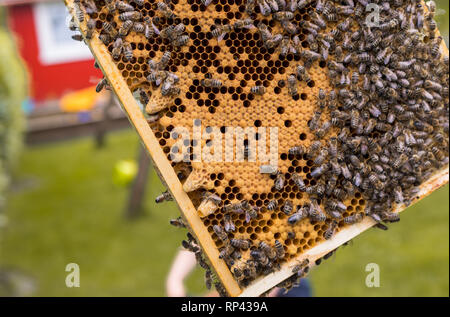 Telaio di un alveare con celle aperte e chiuse di un favo di miele e api. celle di regina per ape regina allevamento Foto Stock