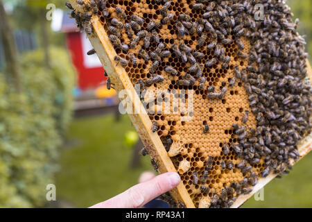 Controlli di apicoltore di un telaio di un alveare. Essa mostra celle aperte e chiuse di un nido di allevamento e strisciante api. I punti del dito per aprire una cella queen Foto Stock