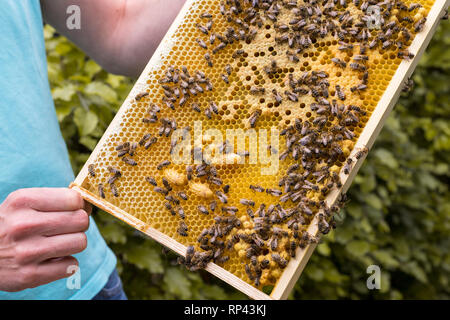 Telaio di un alveare con celle aperte e chiuse di un favo di miele e api. celle di regina per ape regina allevamento Foto Stock