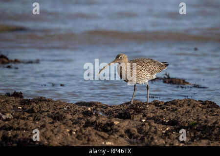 Alimentazione Curlew nelle zone costiere rock pool Foto Stock