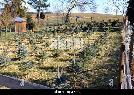 Il postime di alberi di pino Foto Stock