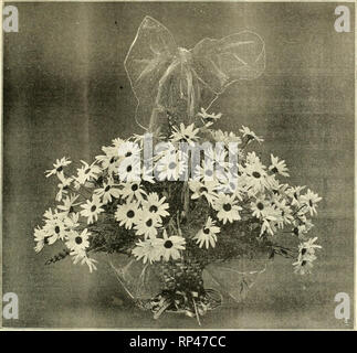 . Il fiorista americana : un giornale settimanale per il commercio. Floricoltura; fioristi. IGN. Il fiorista americano. 6G7. Cesto di MARGUERITES. larghezza della tabella con un bordo stretto di rosa rosebuds. Bouquet della sposa può essere di rose bianche e lilla e il giglio della valle realizzata in tre effetto di sezione legate con nastro di garza. La damigella della bou- quets per essere di garofani rosa legati in mazzi per essere portati da un anello di nastro a ghigliottina sopra il braccio. A. K. Kl-UNDEfi. Antirrhinums. L'antirrhinum o bocca di leone, come viene comunemente chiamato, è cresciuta per i fiori recisi in quantità aumentata ogni anno. Th Foto Stock