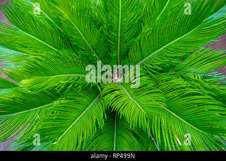 Verde foglie di palme e piante tropicali che crescono in wild. Close up. Pattern, texture, sfondo. Foto Stock