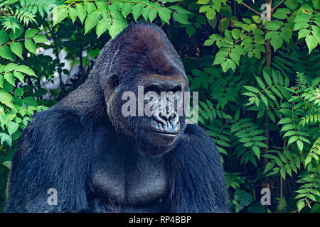 Ritratto di gorilla Foto Stock