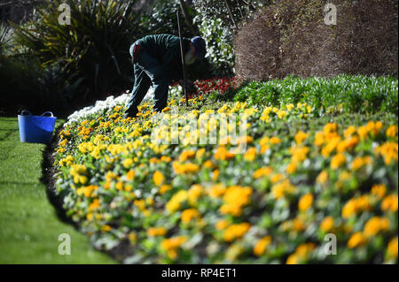 Un giardiniere assiste a fiori in St James Park, Londra. Foto Stock