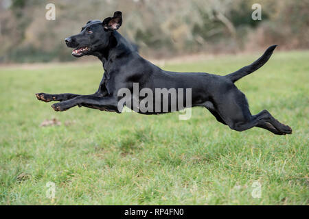 Nero labrador retriever in esecuzione Foto Stock