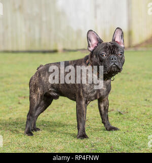 bulldog francese Foto Stock