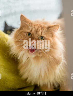Angry cat sibili in telecamera Foto Stock