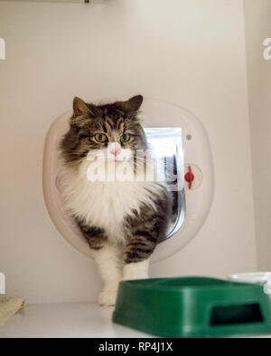 Utilizzando cat cat flap Foto Stock