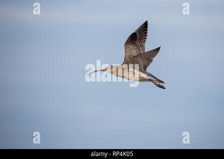 Curlew in volo Foto Stock