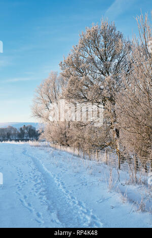 Coperta di neve in inverno e paesaggio coperto di brina siepe in Avebury, Wiltshire, Inghilterra Foto Stock