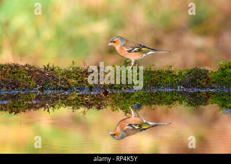 Maschio, fringuello Fringilla coelebs, Dumfries & Galloway, Scozia Foto Stock