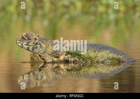 Caimano Yacare (yacare Caimano) dissimulata come un log Foto Stock