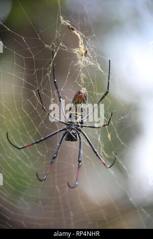 Nastrare zampe Golden Orb-web spider (Nephila senegalensis) in un hotel giardino alla spiaggia di Diani, Kenya Foto Stock