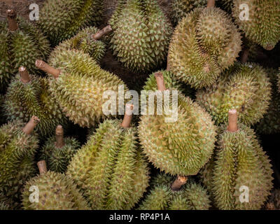 Il re della frutta o Durian nel mercato in Thailandia Foto Stock