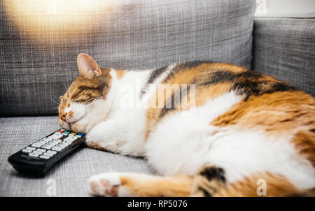 Bel gatto avente i sogni dolci mentre dorme con ther testa su una tv dvd vhs dvr telecomando su un divano Foto Stock