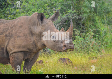 Bull maschio carino rinoceronte bianco o rinoceronte in una natura selvaggia riserva in Sud Africa Foto Stock