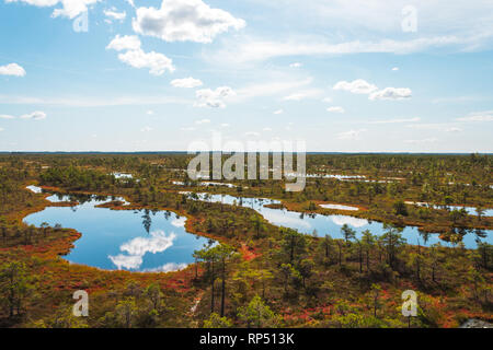 Vista aerea della palude / bog in Kemeri National Park con riflesso azzurro laghi, percorso di legno, il verde degli alberi e il blu del cielo (area di Riga, Lettonia, Europa) Foto Stock