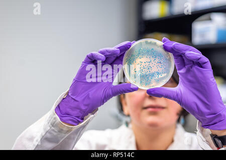 Donna scienziato / microbiologo esaminando batterica piastra di coltura Foto Stock