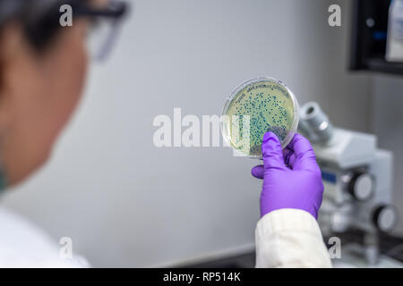 Donna scienziato / microbiologo esaminando batterica piastra di coltura Foto Stock