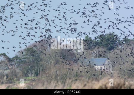 Cielo pieno di Brent oche oltre la campagna di Wexford in Irlanda Foto Stock