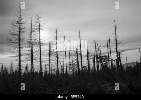 Waldsterben o deperimento forestale di conifere in Harz, Germania Foto Stock