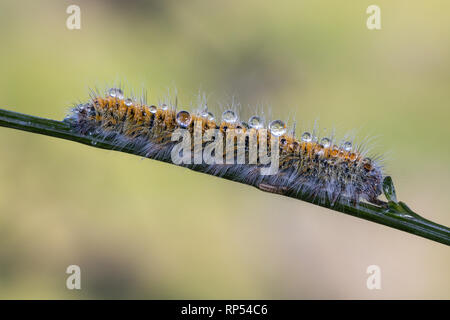 Caterpillar in gocce d'acqua. Caterpillar fotografati nel loro ambiente naturale. Foto Stock