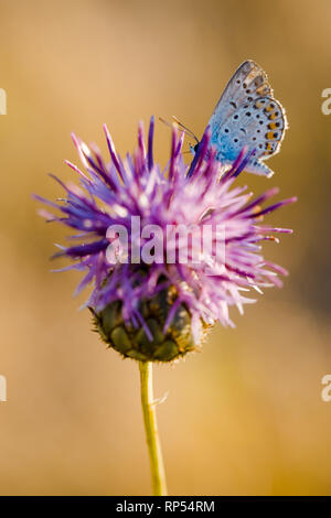 Unico fiore di cardo in fiore in campo. Foto Stock