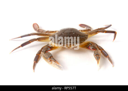 Commestibile granchio vive isolato su uno sfondo bianco. Foto Stock