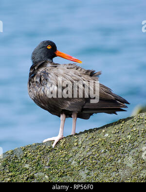 Nero (Oystercatcher Haematopus bachmani) preens stessa lungo Ballona Creek, gioco del Rey, CA, Stati Uniti d'America. Foto Stock