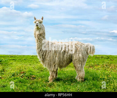 Vista laterale a tutta lunghezza di un alpaca Suri in piedi in un campo visto contro un cielo blu. Foto Stock
