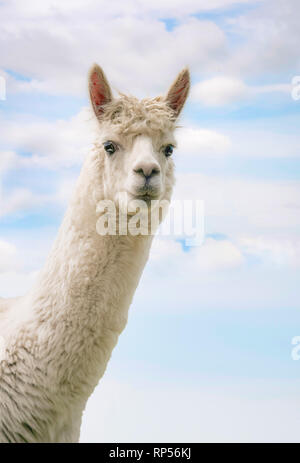 Alpaca (Vicugna pacos) - una specie di South American camelid. Foto Stock