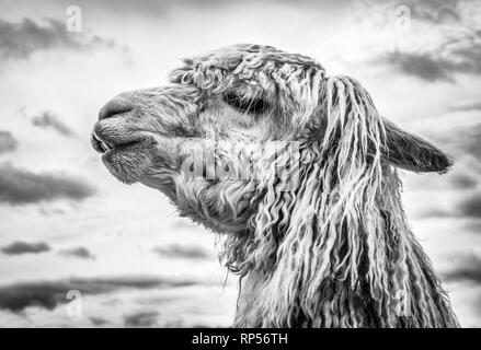 Foto del profilo di un Suri Alpaca con il suo pile tipo dreadlock. Foto Stock